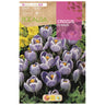 Bulbo Crocus Pickwick azul estriado 10 uds Rocalba