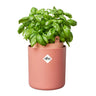 Maceta autoriego aromáticas Bouncy Basil Elho Terra