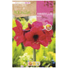 Bulbo Amaryllis rosa 1 ud Rocalba