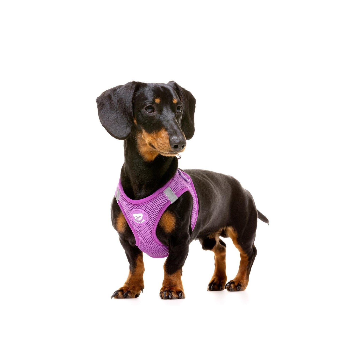 Arnés body PURPLE Dukier