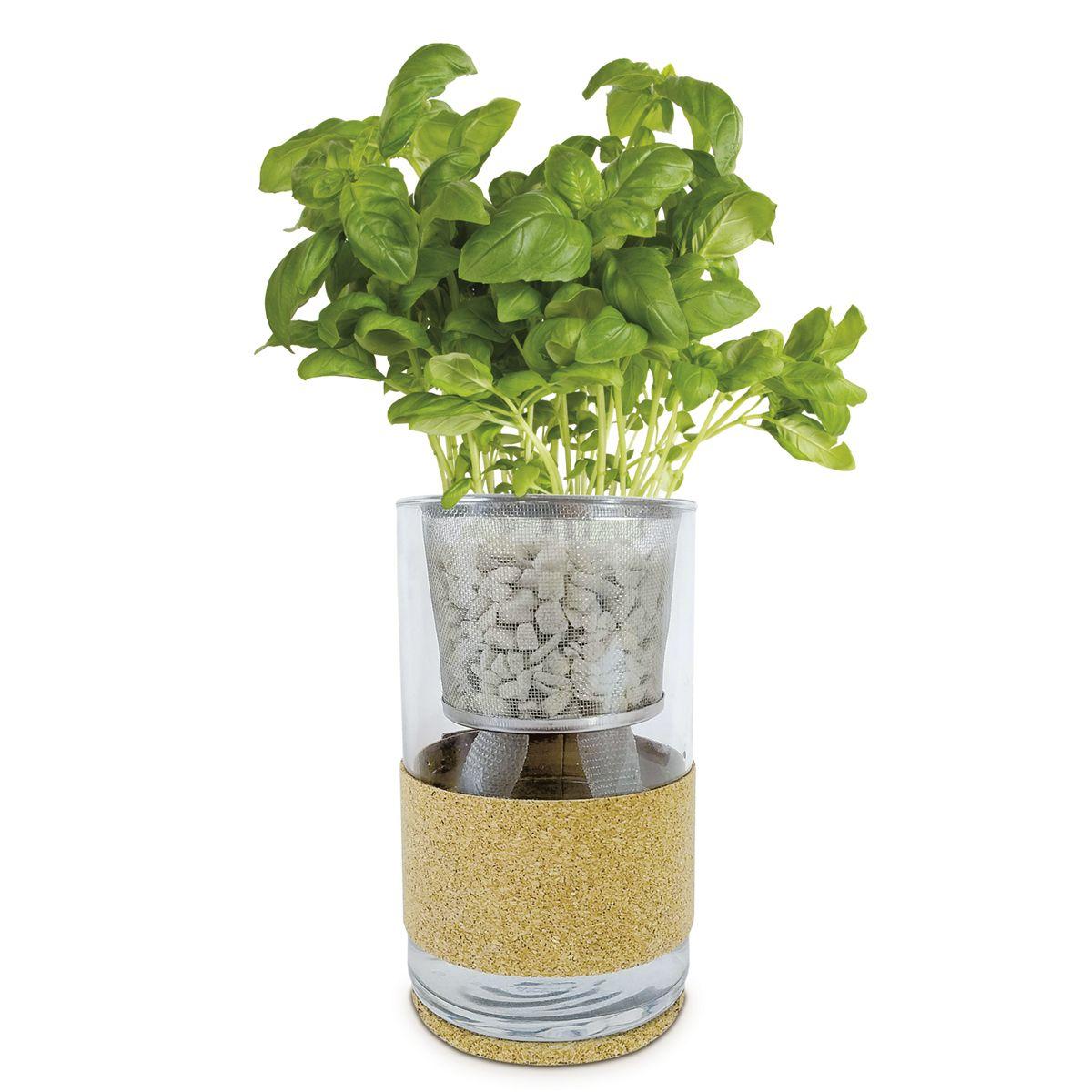 Cultivo hidropónico cilantro - orégano