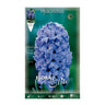 Bulbos Jacinto azul 3 uds