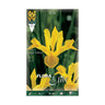 Bulbos Iris Holanda amarillo 10 uds