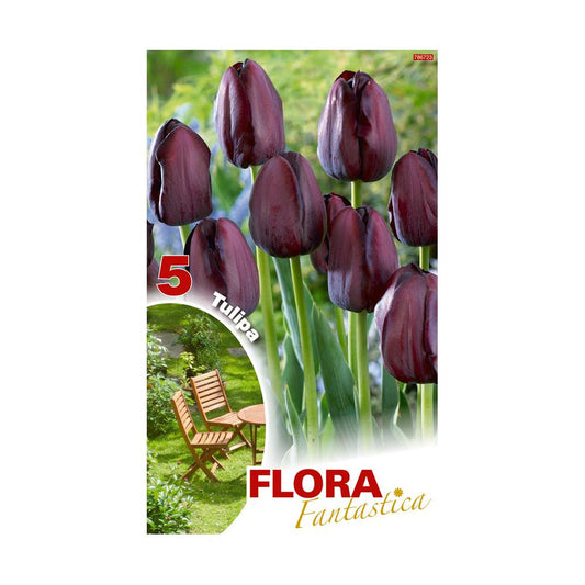 Bulbos Tulipán Darwin negro Fantástica Elite 5 uds