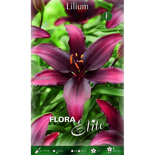 Bulbos Lilium asiatic blacklist morado Elite 2 uds
