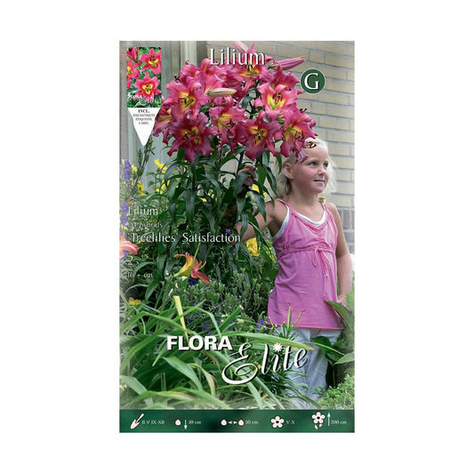 Bulbos Lilium tree satisfaction Elite 2 uds