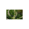 Semillas plantas carnívoras Drosera capensis “alba