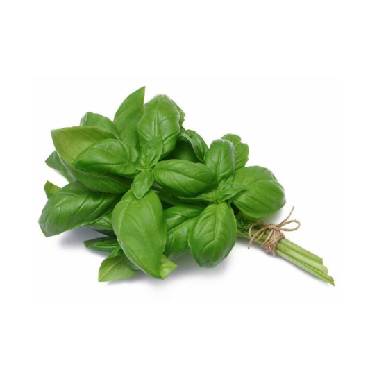 Plantón de Albahaca hoja ancha en maceta 11 cm