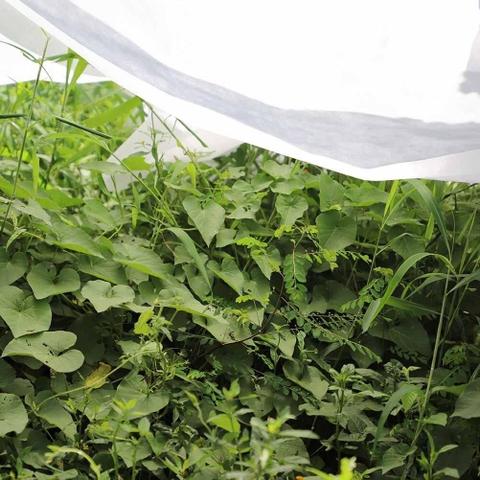 Tela protección de cultivos antiheladas Biotop 1.5 x 5 m 30 g/m²