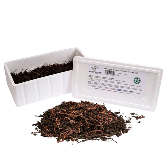 Lombrices rojas californianas para vermicompost Multihuerto