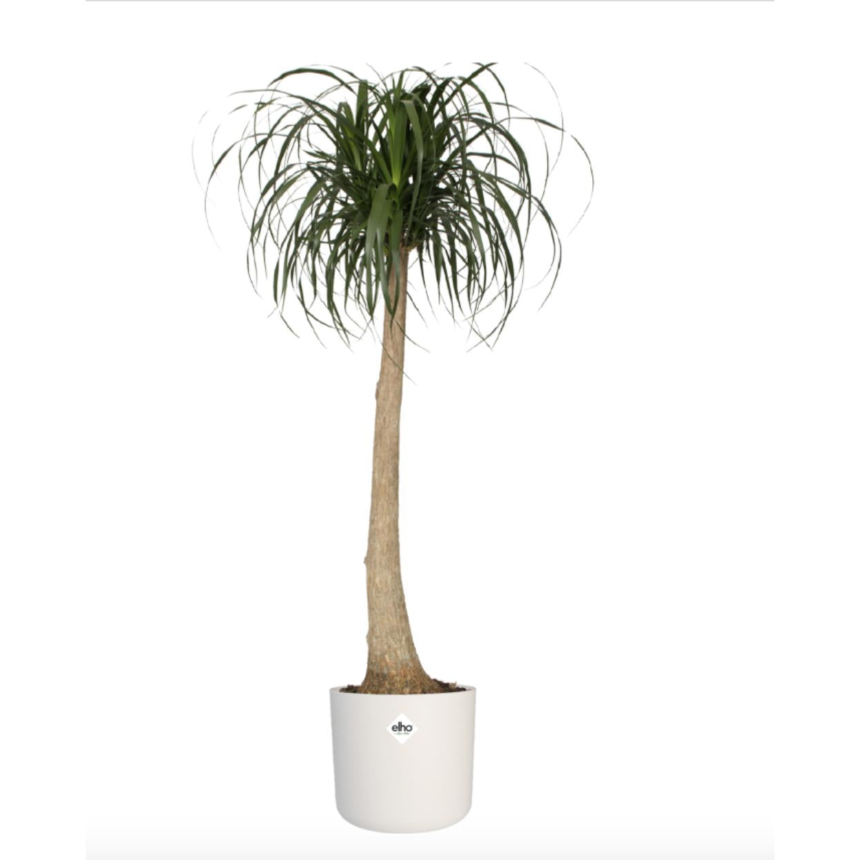 Macetero B.for Soft Round Elho Blanco 25 cm