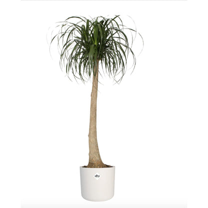 Macetero B.for Soft Round Elho Blanco 25 cm