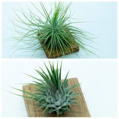 Pack Tillandsias