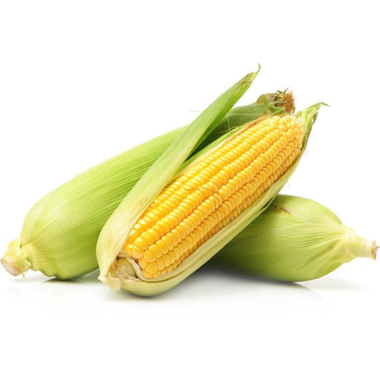 Plantón de Maíz Dulce 6 uds. Gama Tradicional