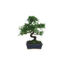Bonsái Zelkova parvifolia 8 años - OLMO CHINO