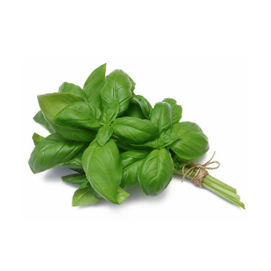 Plantón de Albahaca Hoja Ancha 6 uds. Gama Tradicional