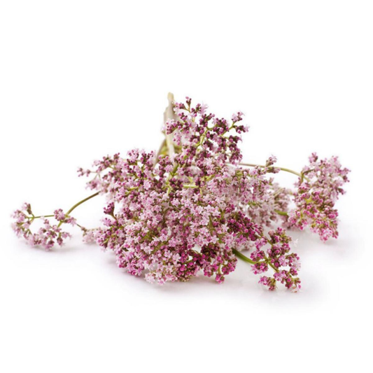 Plantón de Valeriana en maceta 11 cm