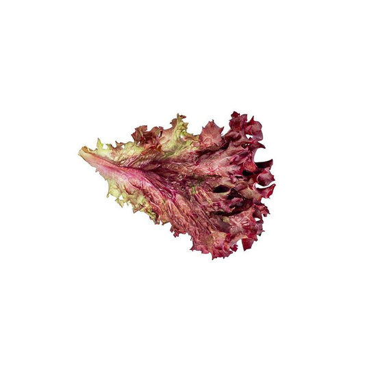 Plantón de Lechuga Lollo Rosso 6 uds. Gama Tradicional