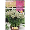 Bulbo Narciso Tazzeta Avalanche blanco amarillo 5 uds Rocalba