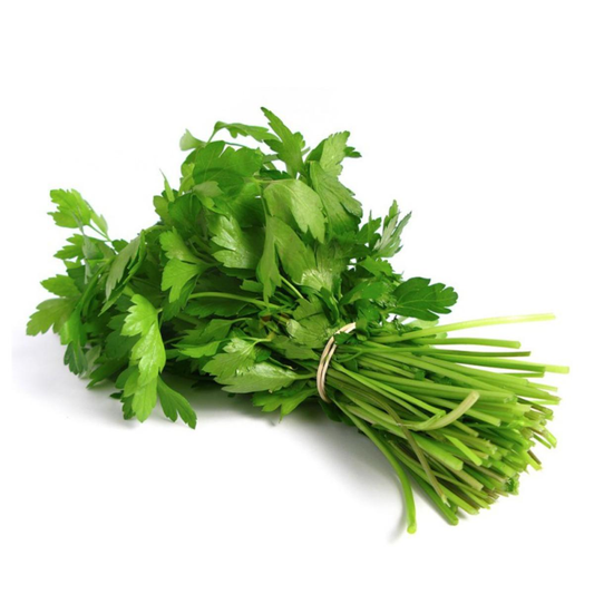 Plantón De Cilantro En Maceta 11 Cm