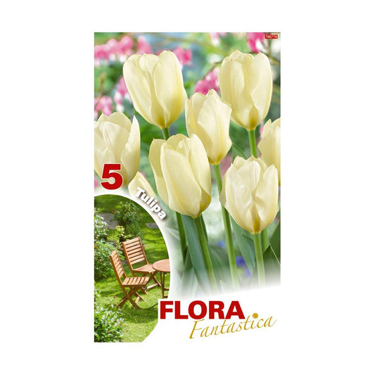 Bulbos Tulipán Darwin blanco Fantástica Elite 5 uds
