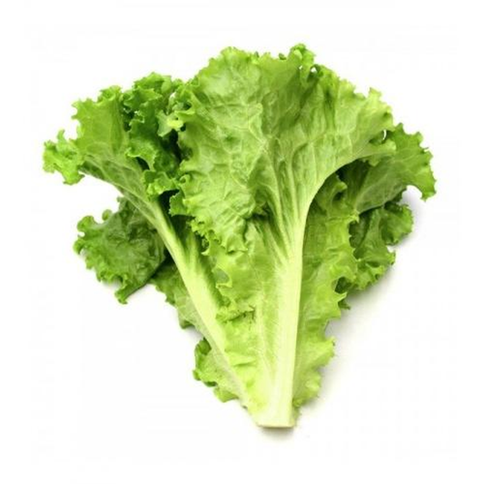 Plantón de Lechuga Verde 6 uds. Gama Tradicional