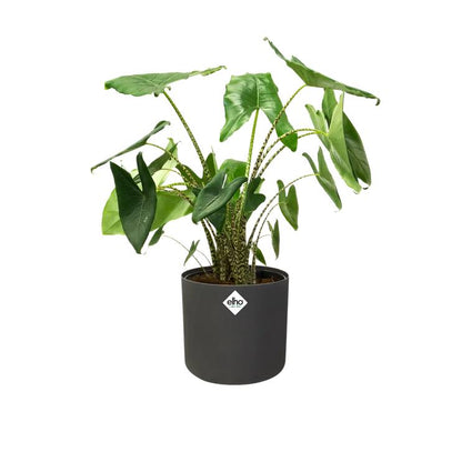 Macetero B.for Soft Round Elho Antracita 25 cm