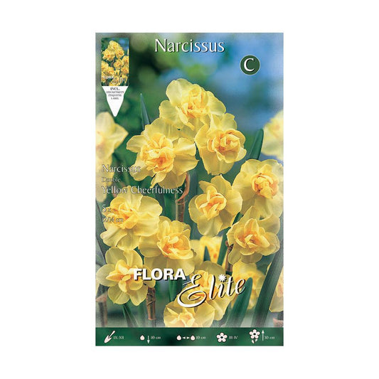 Bulbos Narciso Poeta amarillo naranja 5 uds