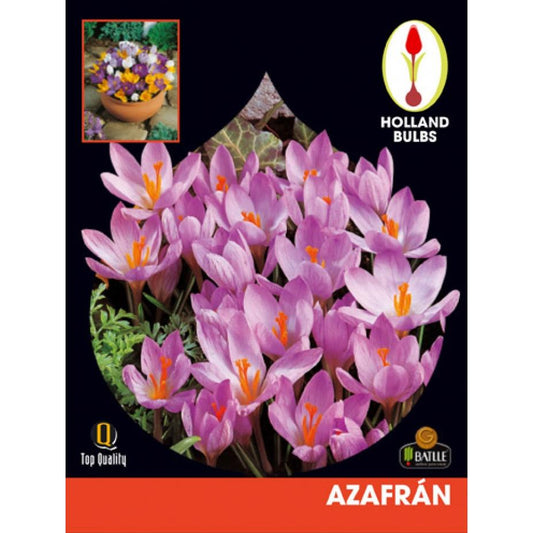 Bulbo Azafrán 4 uds