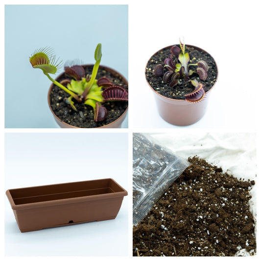 Jardinera con Dionaeas Pack plantas carnívoras