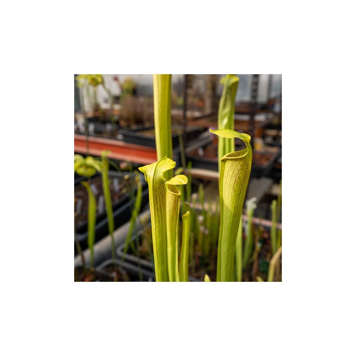 Jardinera con Sarracenia y Dionaea Pack plantas carnívoras