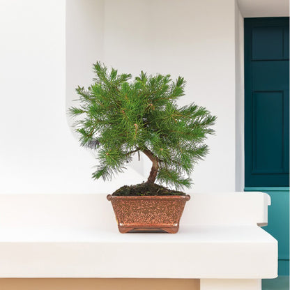 Bonsái Pinus halepensis 7 años