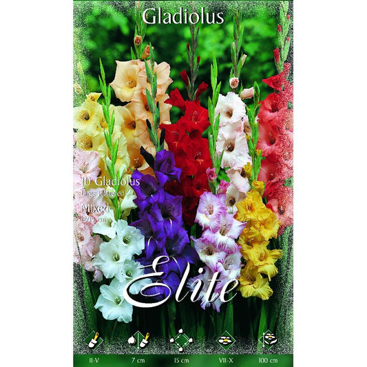 Bulbo Gladiolo mezcla