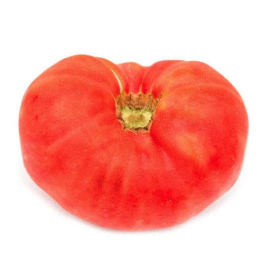 Plantón de Tomate castellano en maceta 11 cm