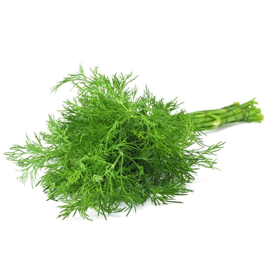 Plantón De Eneldo En Maceta 11 Cm