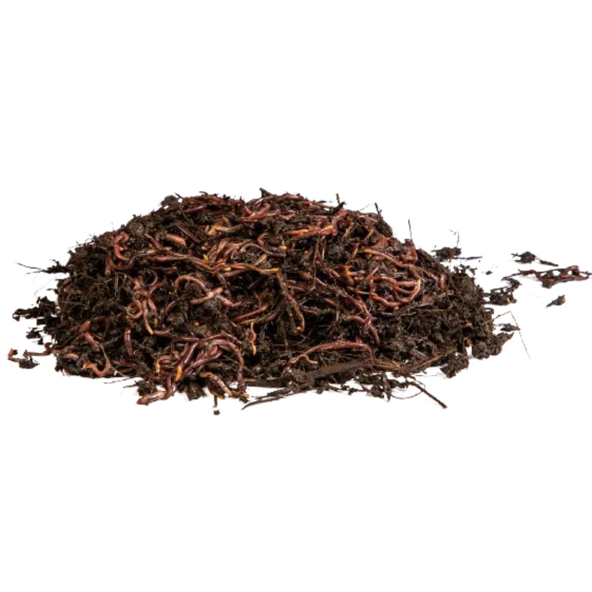 Lombrices rojas californianas para vermicompost Multihuerto