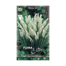 Bulbos Muscaris blanco 10 uds