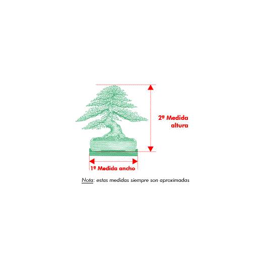 Bonsái Zelkova parvifolia 8 años - OLMO CHINO