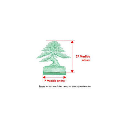 Bonsái Zelkova parvifolia 8 años - OLMO CHINO