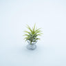 Tillandsia Ionantha Rubra