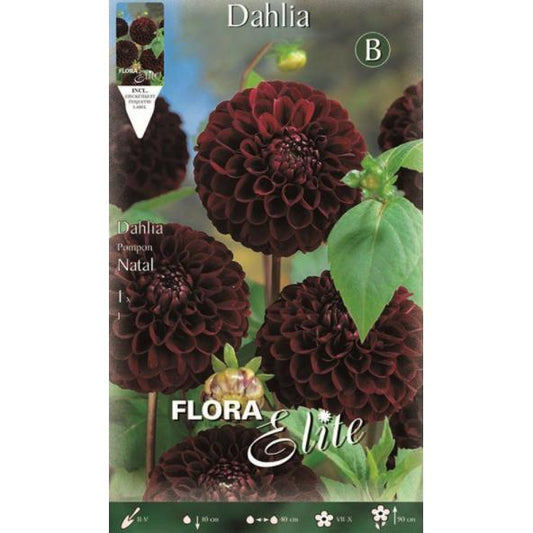 Bulbo Dalia Pom Pom negra Natal 1 ud
