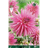 Bulbo Dalia Cactus púrpura 1 ud