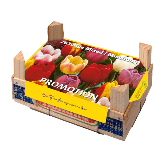 Caja Tray Tulipanes 75 uds