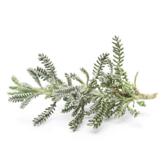 Plantón De Santolina En Maceta 11 Cm