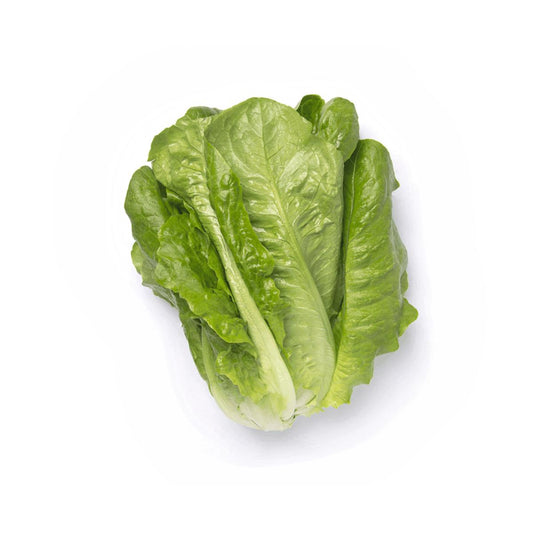 Plantón de Lechuga larga en maceta 11 cm