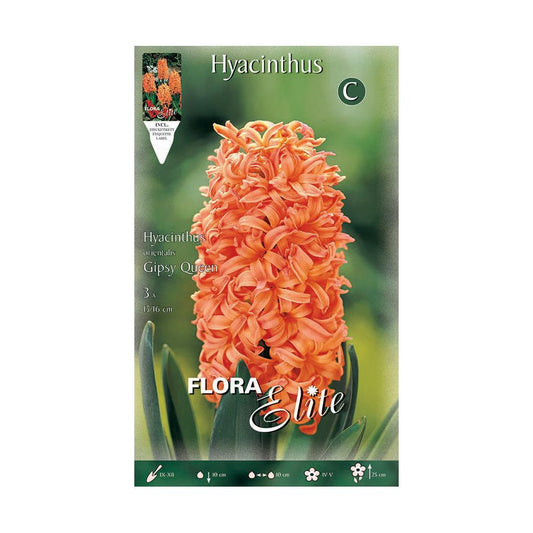 Bulbos Jacinto naranja 3 uds
