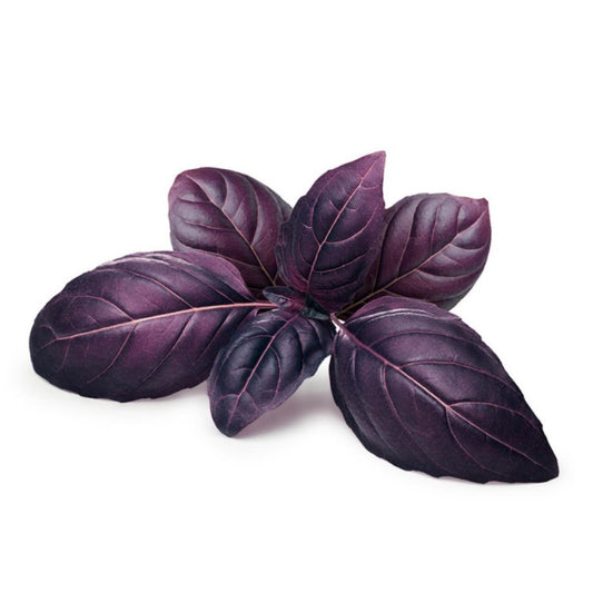 Plantón de Albahaca morada en maceta 11 cm